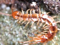 Lithobius
