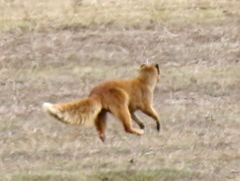 Cynictis penicillata penicillata
