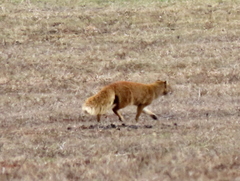 Cynictis penicillata penicillata