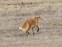 Cynictis penicillata penicillata