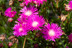Lampranthus hollandii