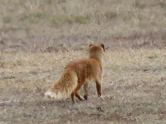 Cynictis penicillata penicillata