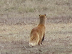 Cynictis penicillata penicillata