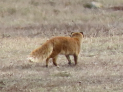 Cynictis penicillata penicillata