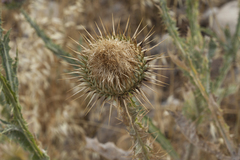 Onopordum leptolepis