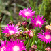 Lampranthus hollandii - Photo (c) tessabrunette, some rights reserved (CC BY-NC), uploaded by tessabrunette