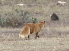 Cynictis penicillata penicillata