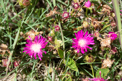 Lampranthus hollandii