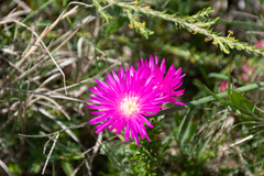 Lampranthus hollandii