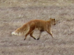 Cynictis penicillata penicillata