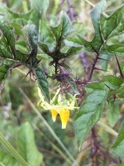 Solanum atropurpureum