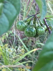 Solanum atropurpureum