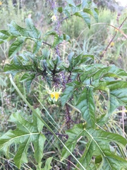 Solanum atropurpureum