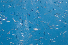 Pterocaesio digramma