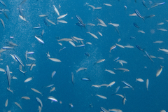 Pterocaesio digramma