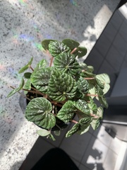 Peperomia caperata