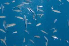 Pterocaesio digramma