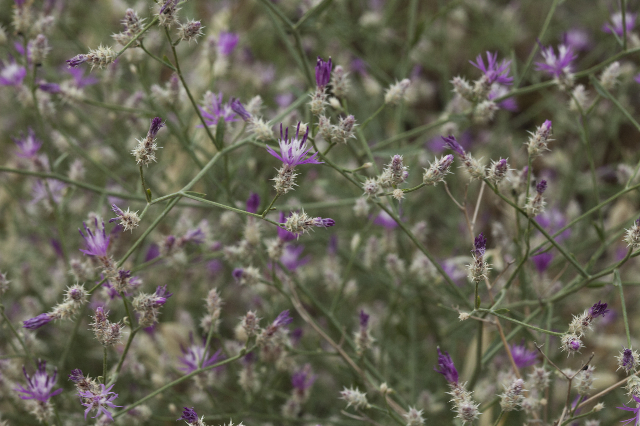 Centaurea virgata ssp. squarrosa
