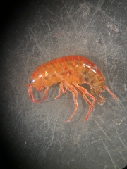 Talitroidae