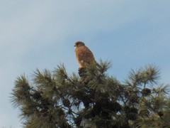 Falco tinnunculus tinnunculus