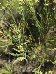 Baccharis spicata