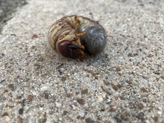 Dynastes tityus