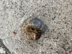 Dynastes tityus