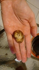 Eugenia leitonii