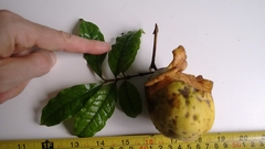 Eugenia leitonii