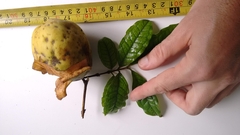 Eugenia leitonii