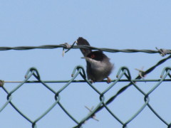 Curruca melanocephala