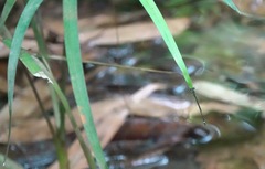 Mortonagrion arthuri