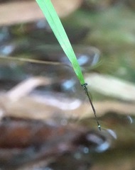 Mortonagrion arthuri