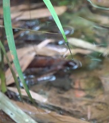 Mortonagrion arthuri