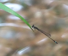 Mortonagrion arthuri