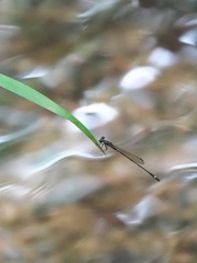Mortonagrion arthuri