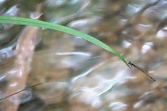 Mortonagrion arthuri