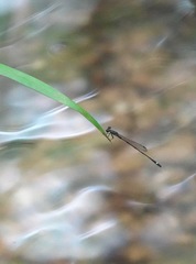 Mortonagrion arthuri