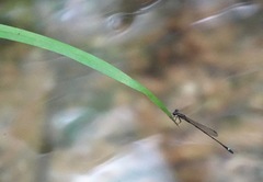 Mortonagrion arthuri
