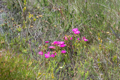 Lampranthus hollandii