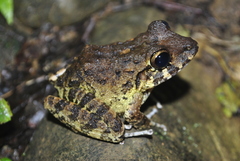 Craugastor aurilegulus