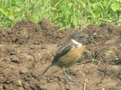 Saxicola rubicola