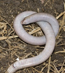 Amphisbaena darwinii