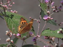 Junonia evarete