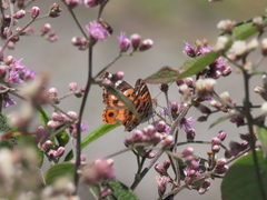 Vanessa braziliensis