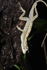 Anolis lemurinus