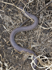 Amphisbaena darwinii