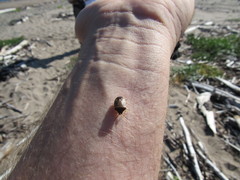 Holcostethus limbolarius