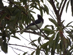 Cyanocorax cristatellus