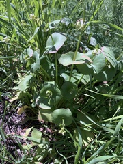 Claytonia perfoliata